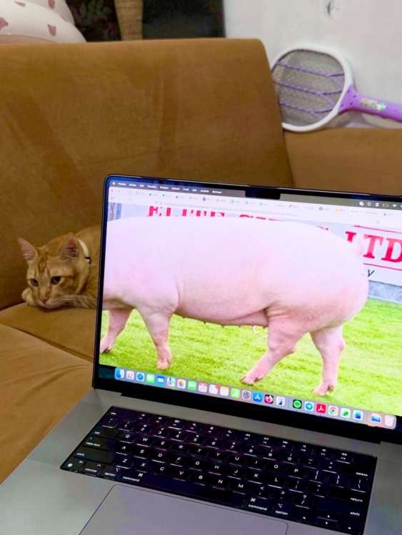 動物,犬,猫,しつけ,飼い方,育て方,病気,健康