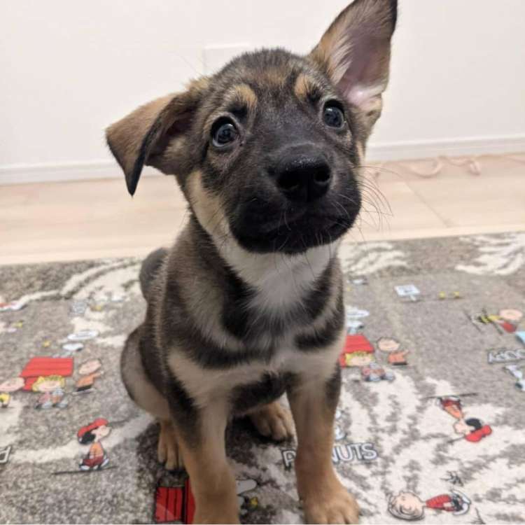 動物,犬,猫,しつけ,飼い方,育て方,病気,健康