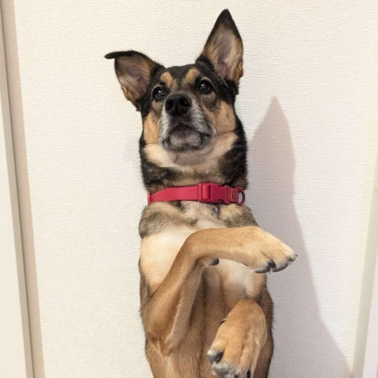 動物,犬,猫,しつけ,飼い方,育て方,病気,健康