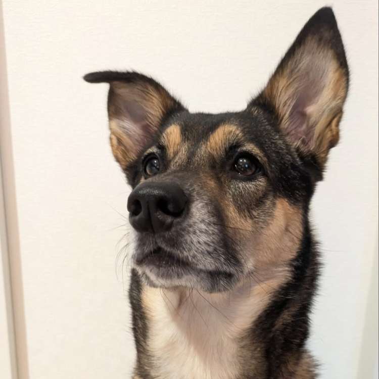 動物,犬,猫,しつけ,飼い方,育て方,病気,健康