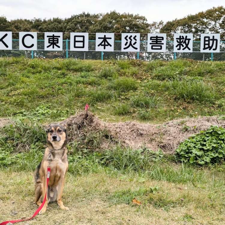 動物,犬,猫,しつけ,飼い方,育て方,病気,健康