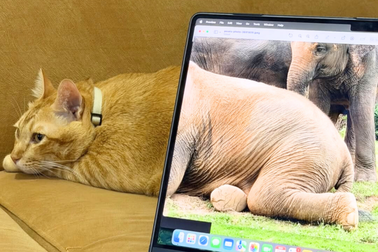 【変幻自在！？】下半身だけ別の動物になってる猫さん。 くつろぐ姿と絶妙にハマってて……似合ってる笑