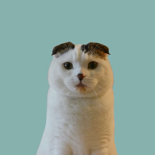 動物,犬,猫,しつけ,飼い方,育て方,病気,健康