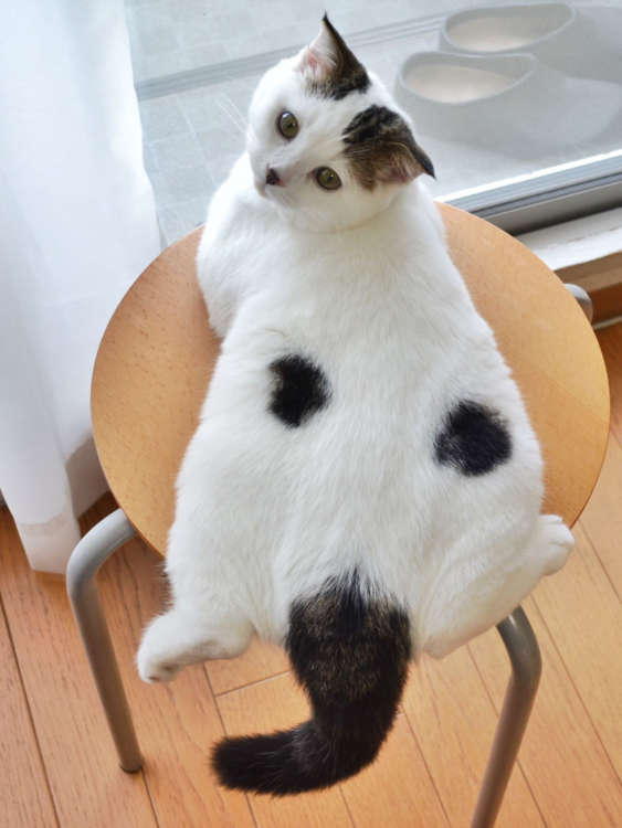 動物,犬,猫,しつけ,飼い方,育て方,病気,健康