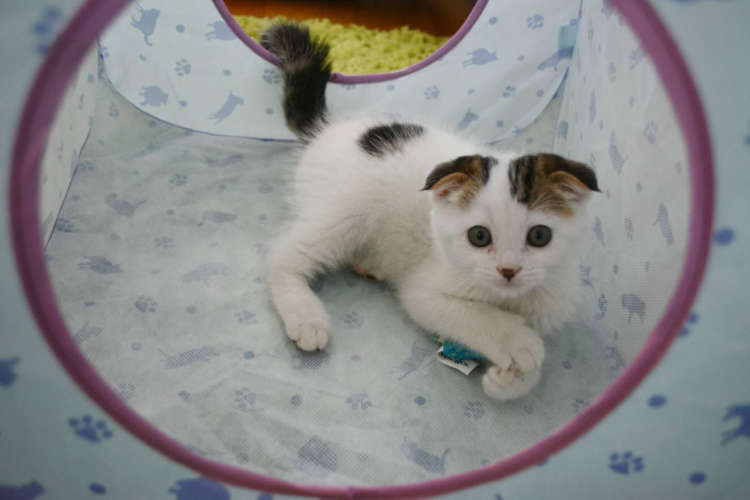 子猫時代のいなほくん