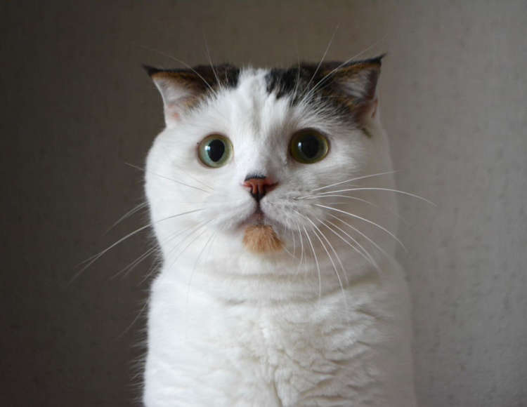 動物,犬,猫,しつけ,飼い方,育て方,病気,健康