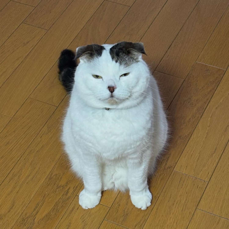 動物,犬,猫,しつけ,飼い方,育て方,病気,健康