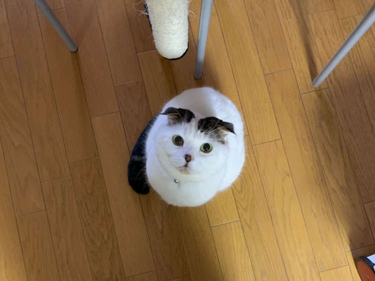 動物,犬,猫,しつけ,飼い方,育て方,病気,健康