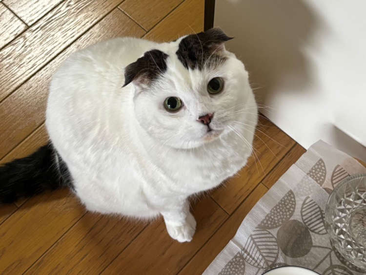 動物,犬,猫,しつけ,飼い方,育て方,病気,健康