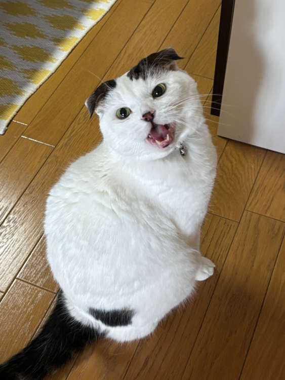 動物,犬,猫,しつけ,飼い方,育て方,病気,健康