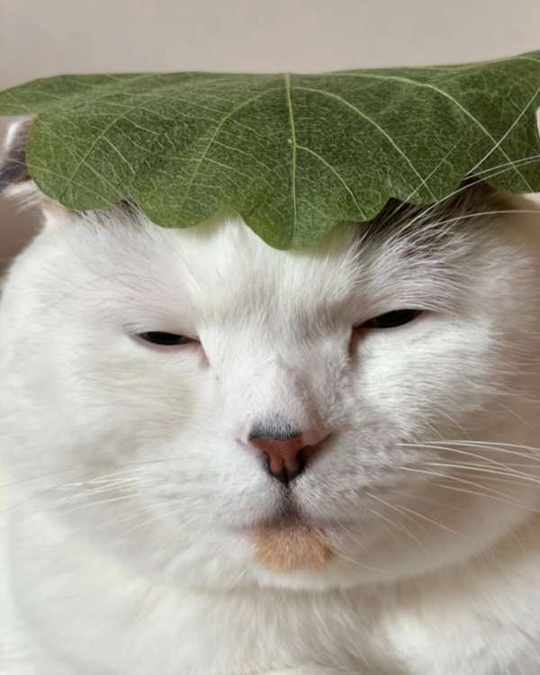 柏餅になっちゃったいなほくん！