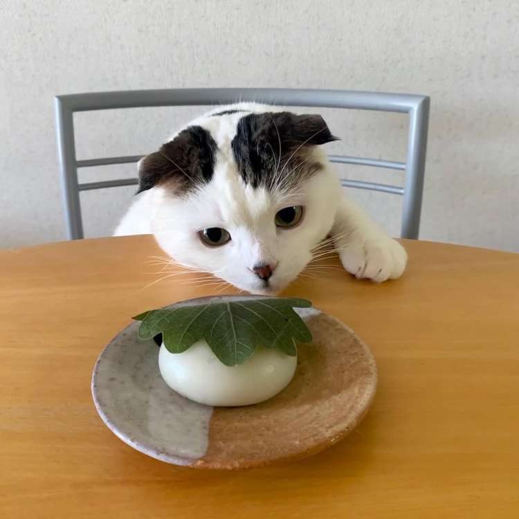 柏餅ってなんだろうニャ〜！？