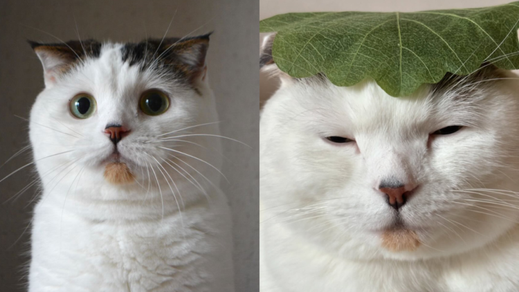 「うちの子紹介」ねこちゃん編Vol.7 柏餅になった猫！？ギャップ萌え！表情豊かな「いなほ」くん