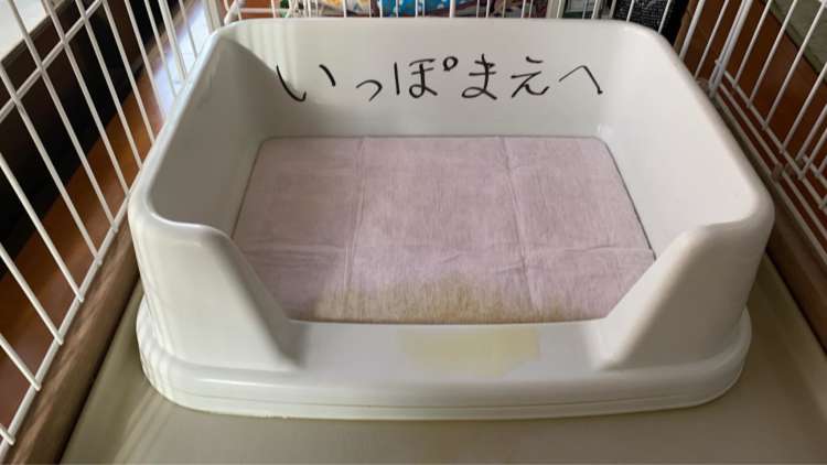 動物,犬,猫,しつけ,飼い方,育て方,病気,健康