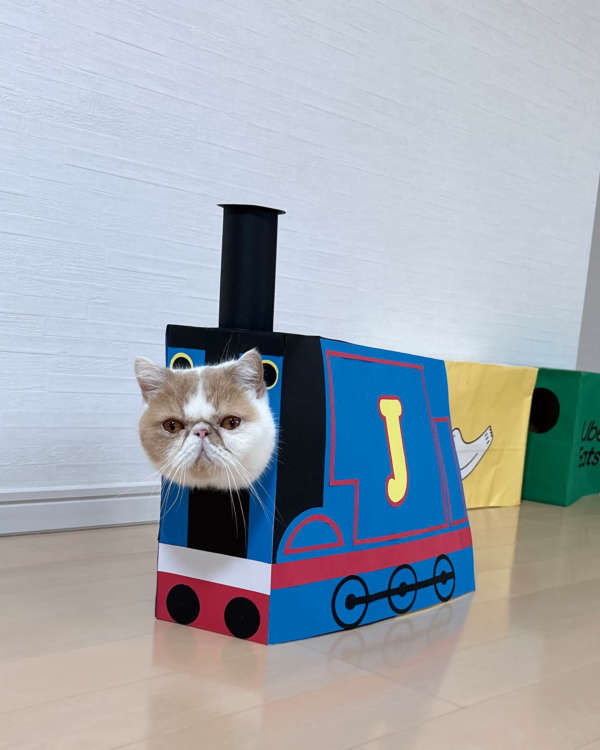 「うちの子紹介」ねこちゃん編Vol.8 今日はどの袋にする?噂のあの子は“紙袋系ファッショニスタ”