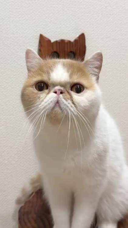 動物,犬,猫,しつけ,飼い方,育て方,病気,健康