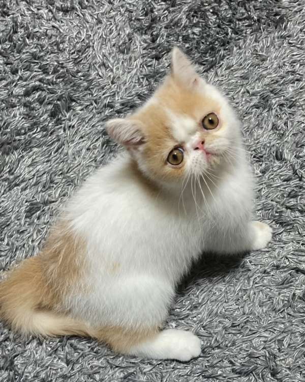 動物,犬,猫,しつけ,飼い方,育て方,病気,健康