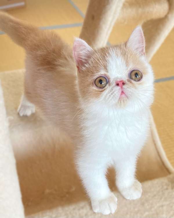 動物,犬,猫,しつけ,飼い方,育て方,病気,健康