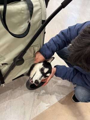 動物,犬,猫,しつけ,飼い方,育て方,病気,健康