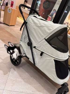 動物,犬,猫,しつけ,飼い方,育て方,病気,健康