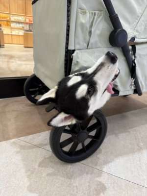 動物,犬,猫,しつけ,飼い方,育て方,病気,健康