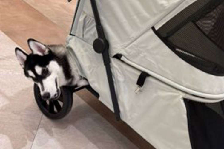 【ハスキーをカートに載せちゃいけない理由】想定外の場所から、悪びれもなく頭がひょっこり♪