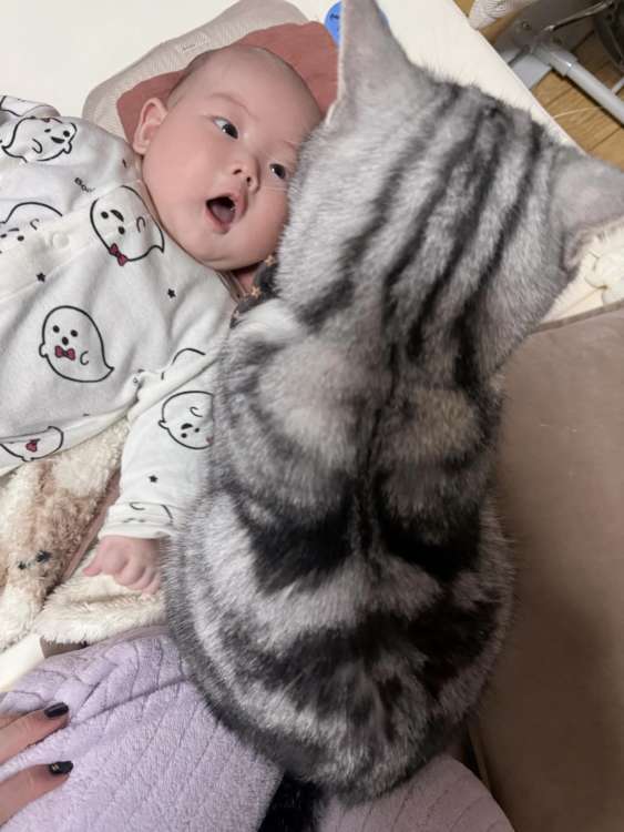 動物,犬,猫,しつけ,飼い方,育て方,病気,健康