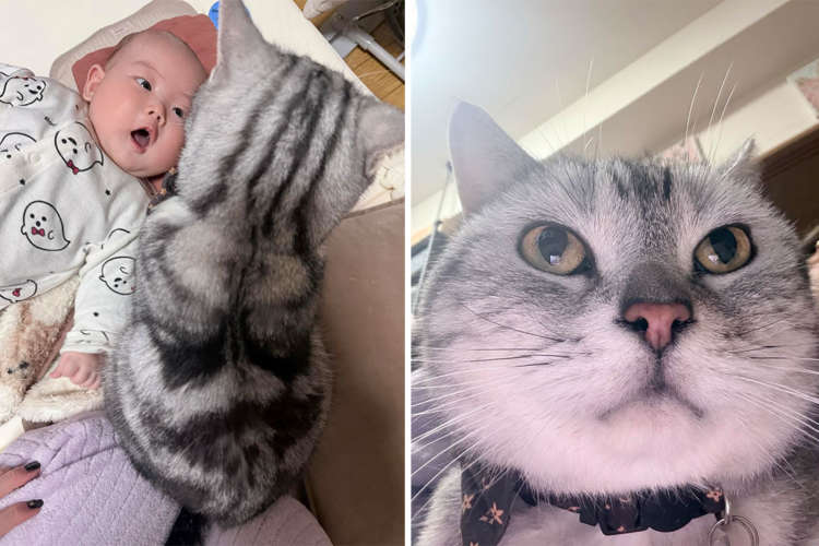 【思ってたんとちゃう！】赤ちゃんを見つめるニャンコが割と険しい顔をしていた件