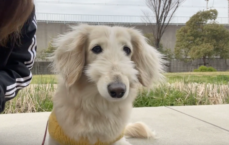 動物,犬,猫,しつけ,飼い方,育て方,病気,健康