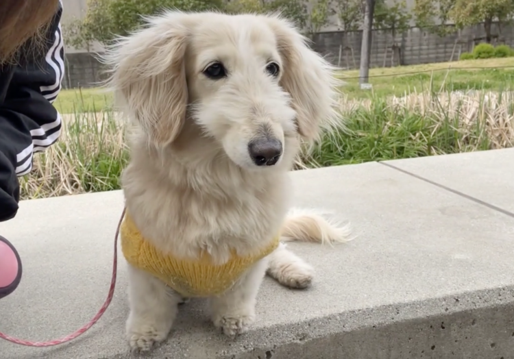 動物,犬,猫,しつけ,飼い方,育て方,病気,健康