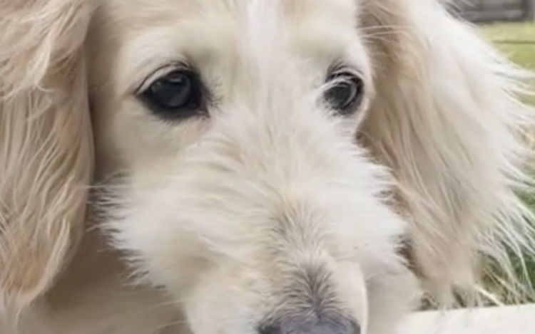 動物,犬,猫,しつけ,飼い方,育て方,病気,健康