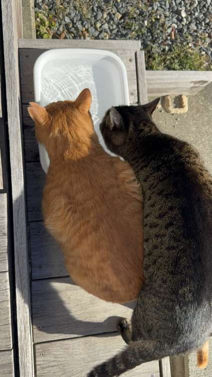 動物,犬,猫,しつけ,飼い方,育て方,病気,健康