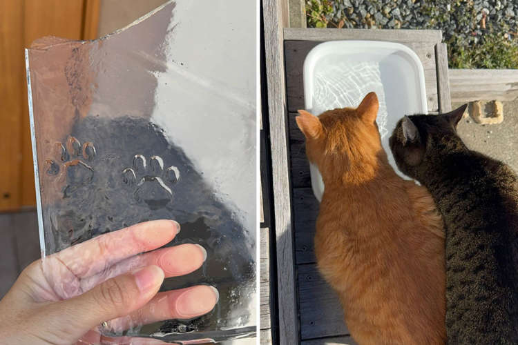 【肉球の足跡付き氷!?】お水を飲みにきた子が残した可愛い置き土産♡