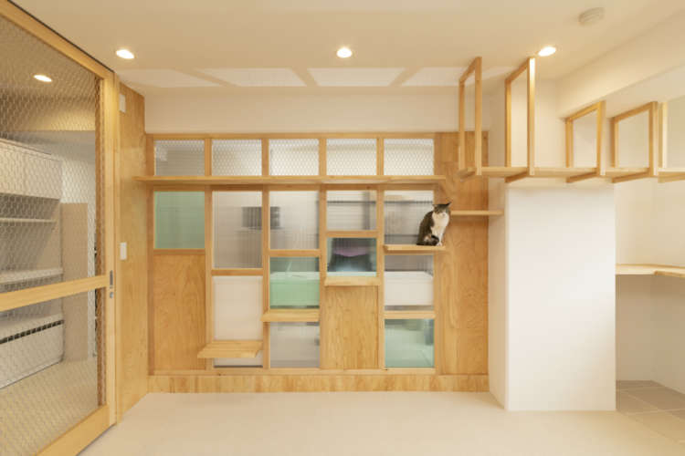 動物,犬,猫,しつけ,飼い方,育て方,病気,健康