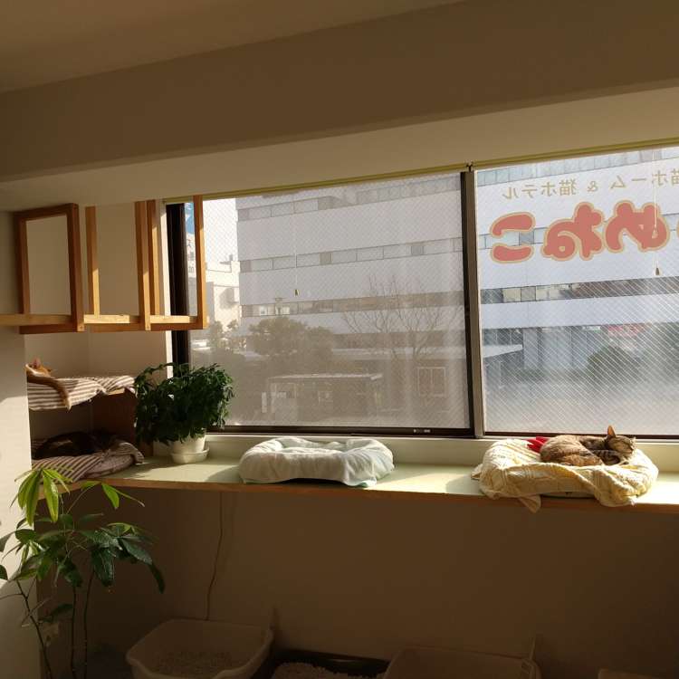 動物,犬,猫,しつけ,飼い方,育て方,病気,健康