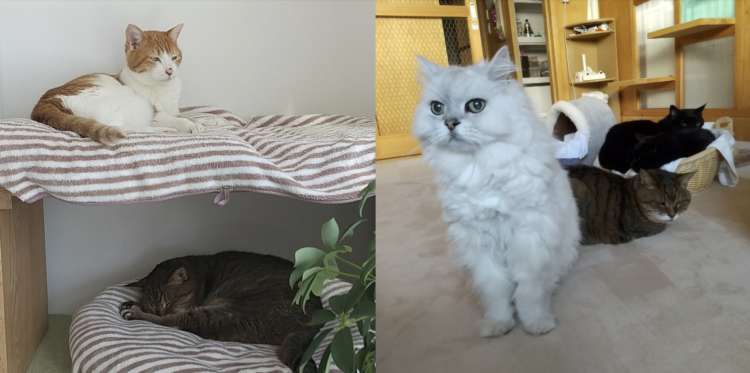 動物,犬,猫,しつけ,飼い方,育て方,病気,健康