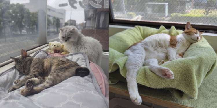 動物,犬,猫,しつけ,飼い方,育て方,病気,健康