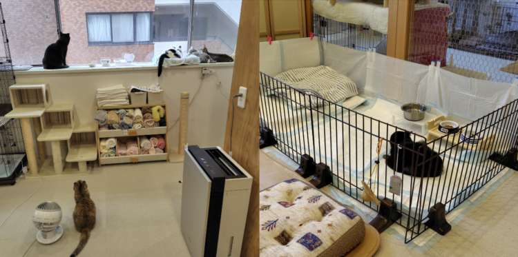 動物,犬,猫,しつけ,飼い方,育て方,病気,健康