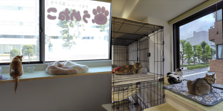 動物,犬,猫,しつけ,飼い方,育て方,病気,健康