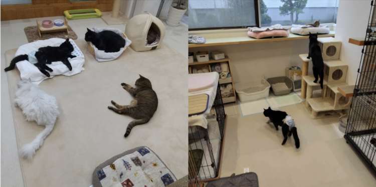 動物,犬,猫,しつけ,飼い方,育て方,病気,健康