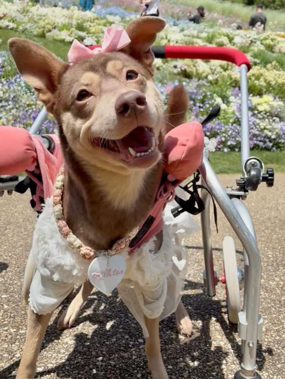 動物,犬,猫,しつけ,飼い方,育て方,病気,健康