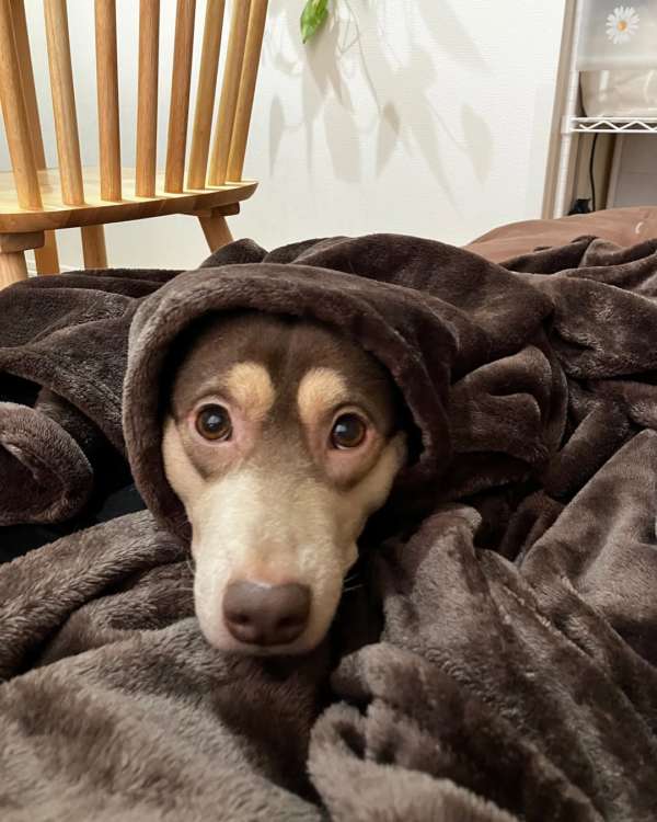 動物,犬,猫,しつけ,飼い方,育て方,病気,健康