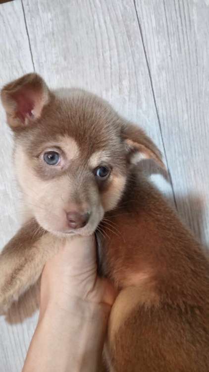 動物,犬,猫,しつけ,飼い方,育て方,病気,健康