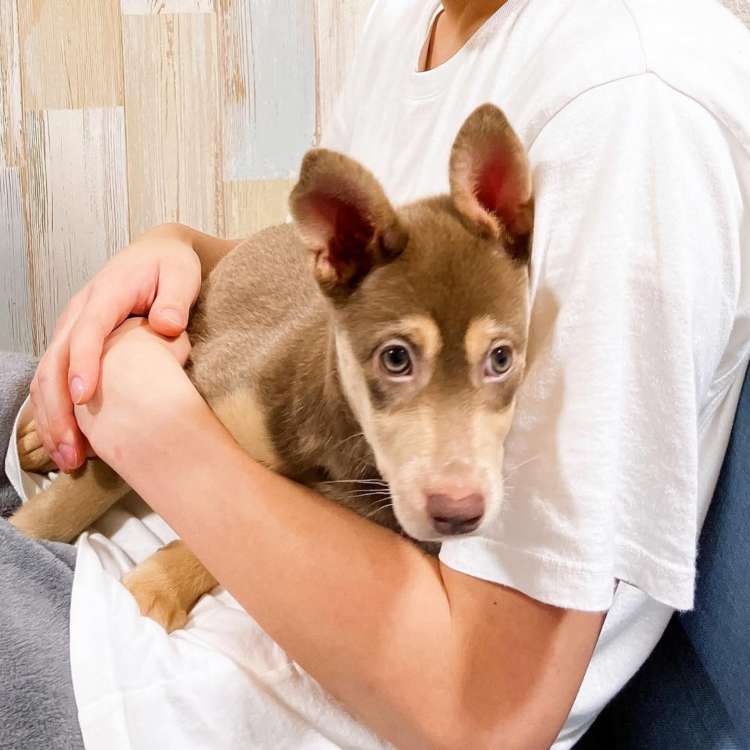 動物,犬,猫,しつけ,飼い方,育て方,病気,健康