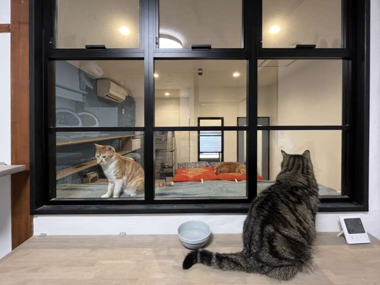 動物,犬,猫,しつけ,飼い方,育て方,病気,健康