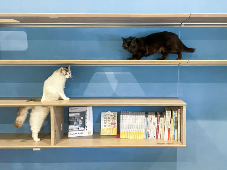 動物,犬,猫,しつけ,飼い方,育て方,病気,健康