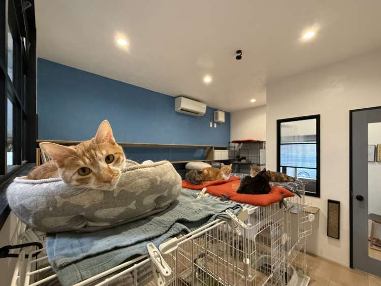 動物,犬,猫,しつけ,飼い方,育て方,病気,健康