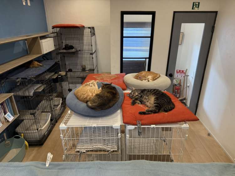 動物,犬,猫,しつけ,飼い方,育て方,病気,健康