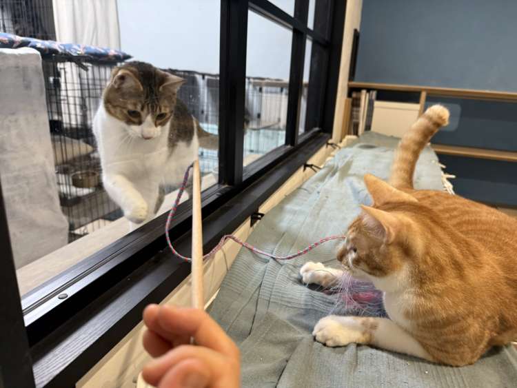 動物,犬,猫,しつけ,飼い方,育て方,病気,健康