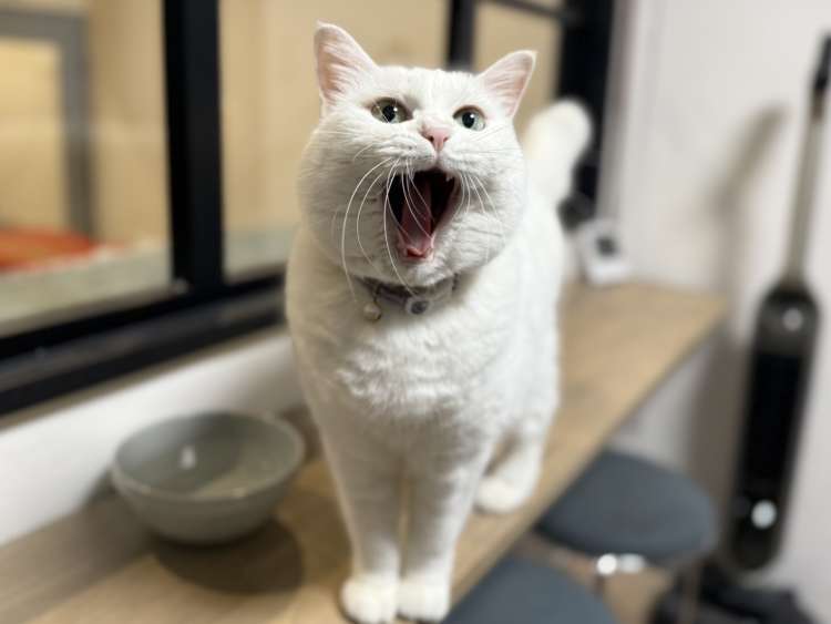 動物,犬,猫,しつけ,飼い方,育て方,病気,健康